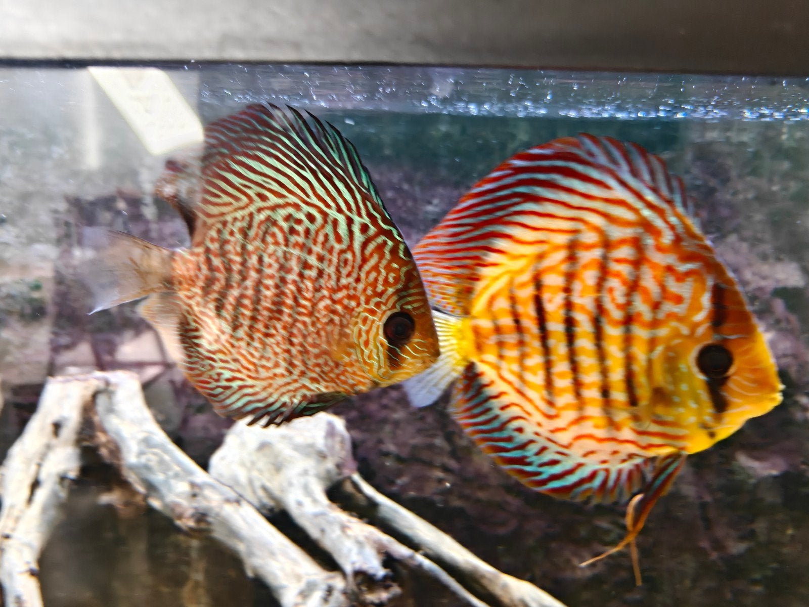 te koop 2 discusvissen, Dieren en Toebehoren, Vissen | Aquariumvissen, Vis
