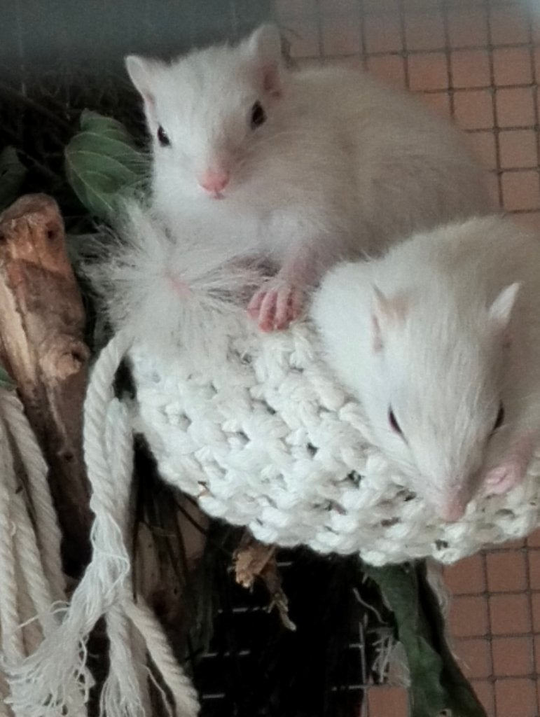 Gezocht eekhoorn, Dieren en Toebehoren, Juli, Meerdere dieren