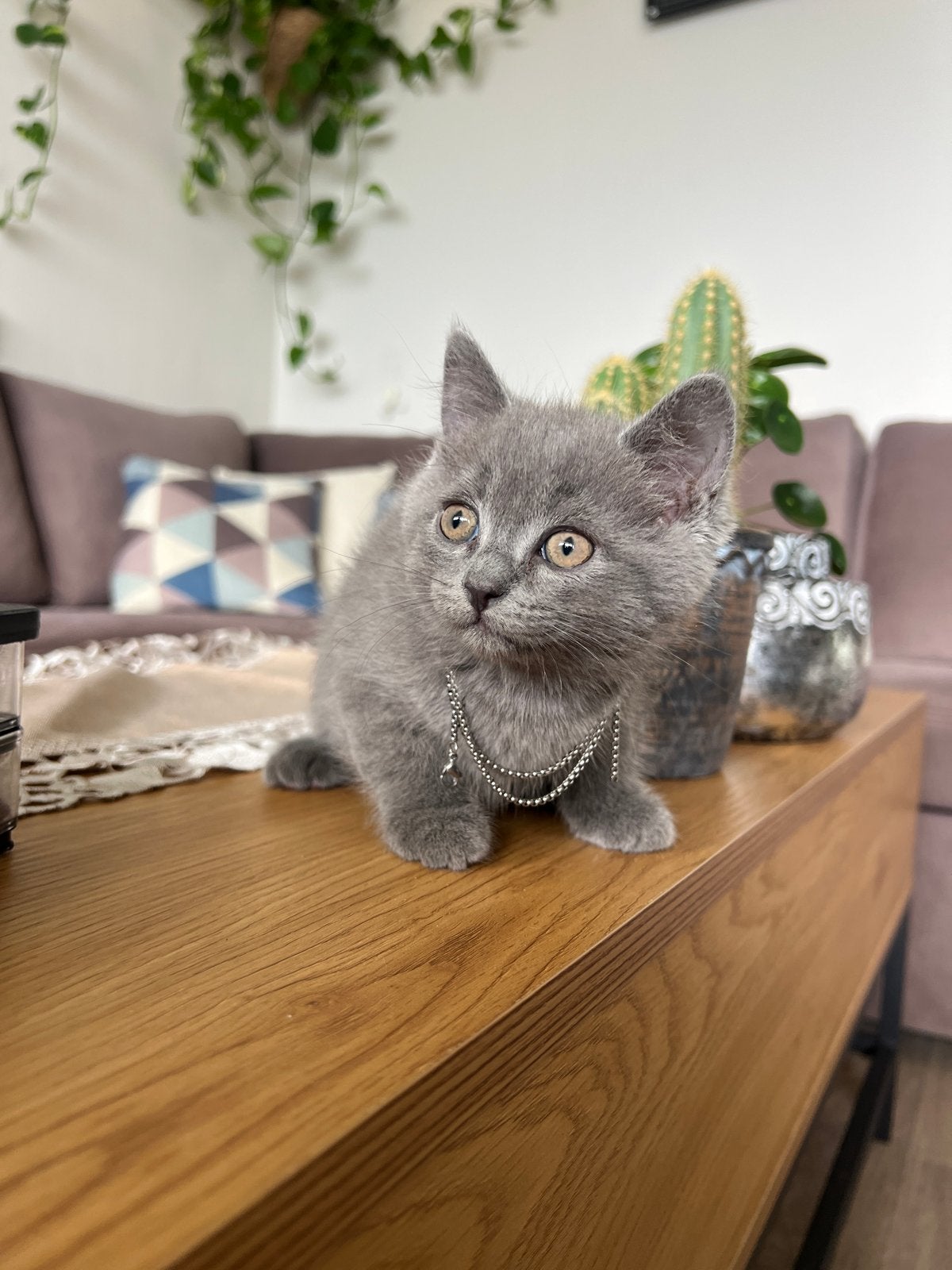 Prachtig grijs katertje –British Shorthair  Heilige Birmaan, Kater