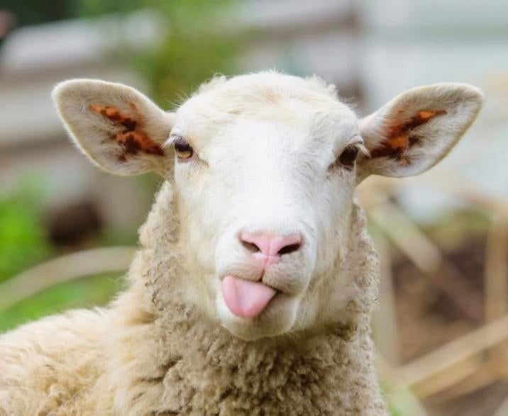 GEZOCHT: gratis schapenwol, Dieren en Toebehoren, Schapen, Geiten en Varkens, Meerdere dieren