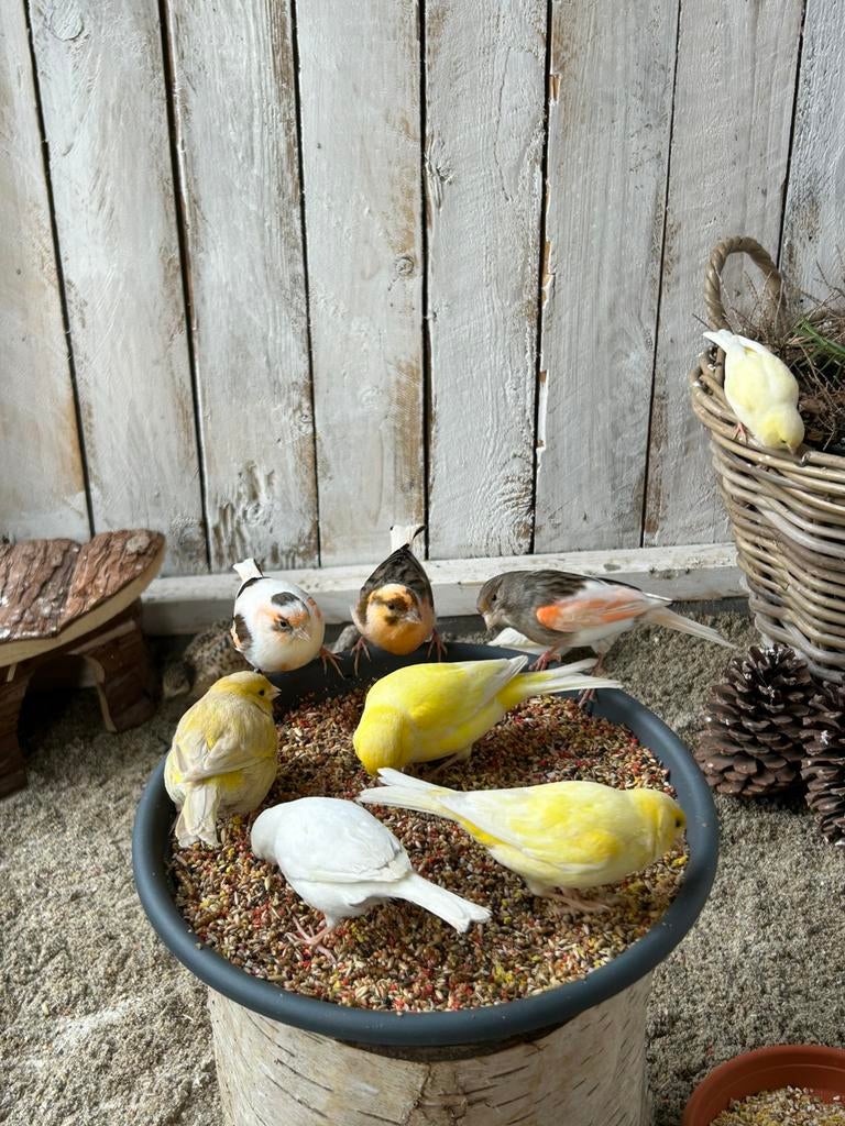 Jonge kanaries 2026 verschillende kleuren, Dieren en Toebehoren, Vogels | Kanaries, Meerdere dieren, Kleurkanarie