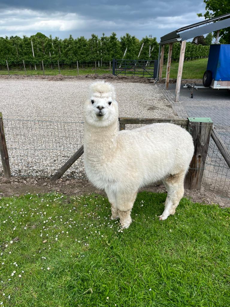 Alpaca hengst, Dieren en Toebehoren, Augustus, Mannelijk