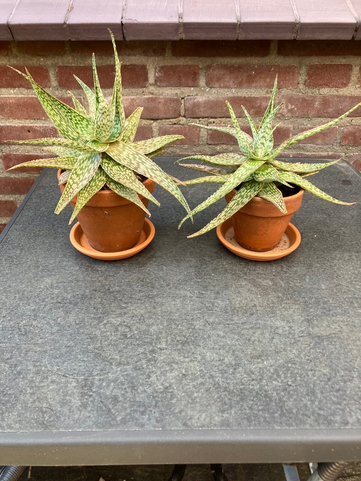 2 Aloe Vera planten in terracotta pot, Ophalen, Halfschaduw, Minder dan 100 cm