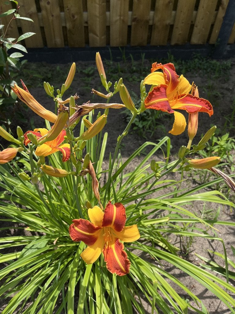 daglelie, Ophalen, Vaste plant, Overige soorten, Volle zon