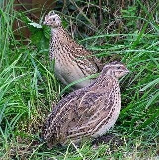 Europese kwartel hanen, Dieren en Toebehoren, Mannelijk, Wildzangvogel, Geringd