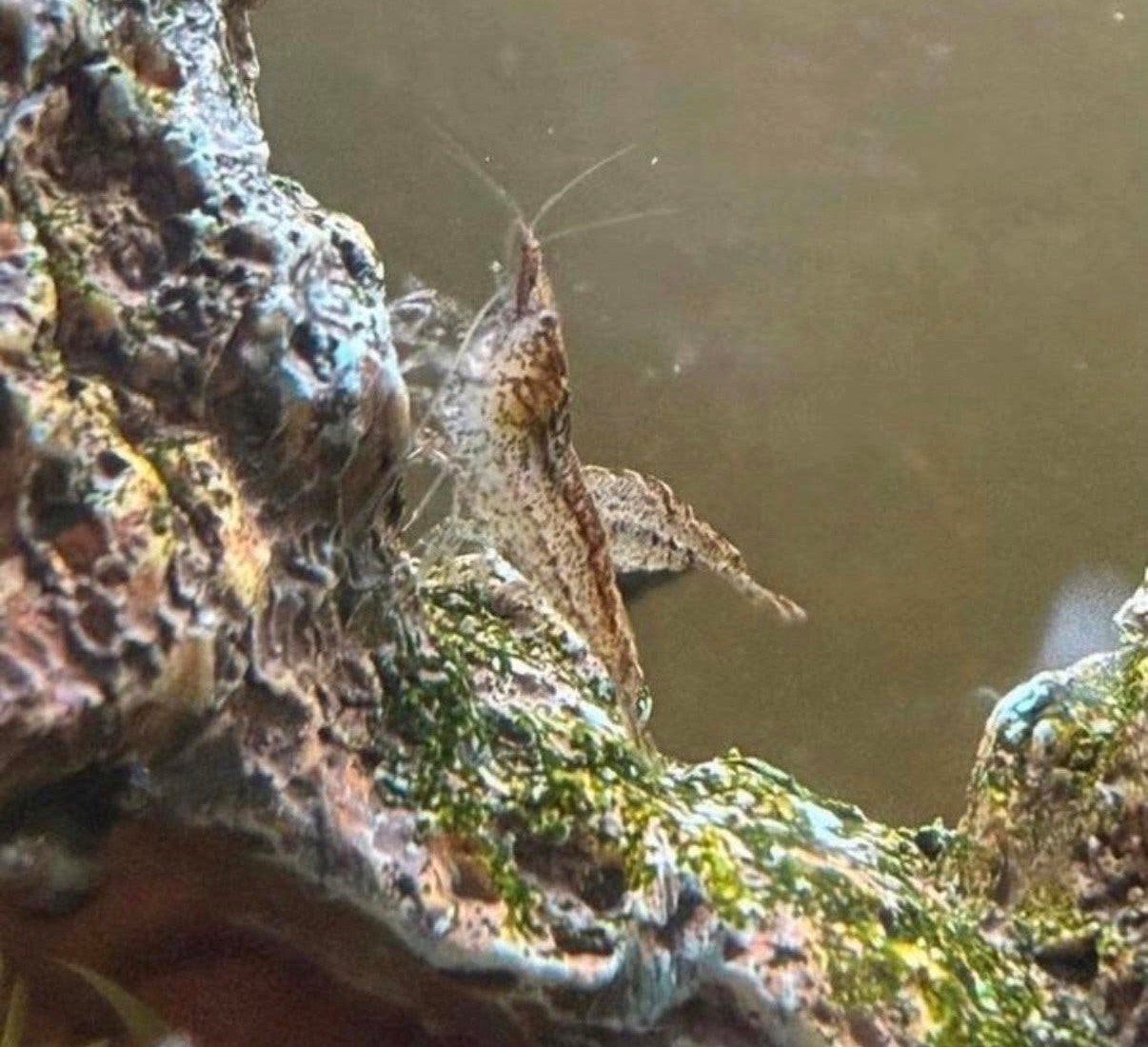Garnalen, Dieren en Toebehoren, Kreeft, Krab of Garnaal