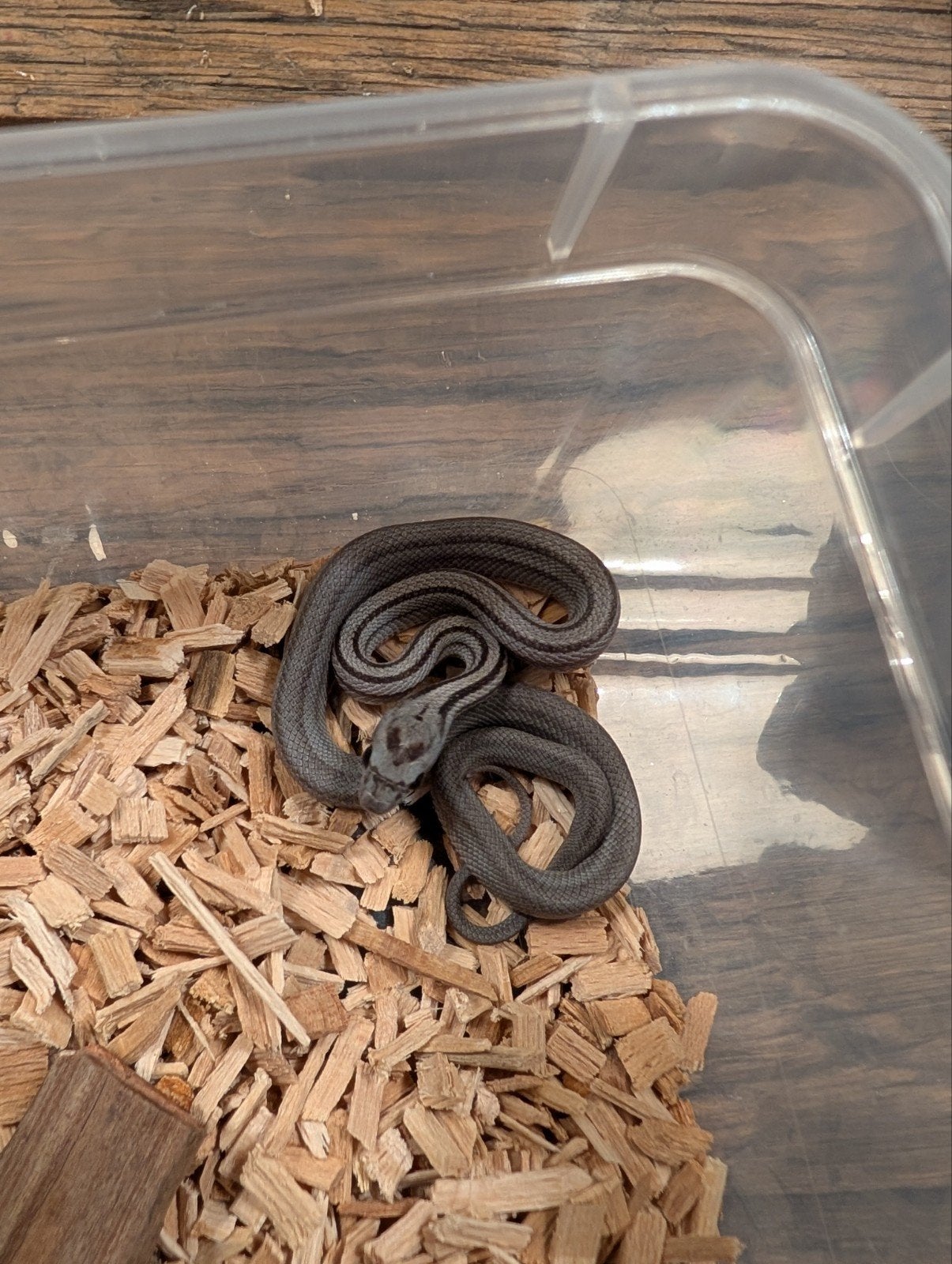 Super mooie korenslangen (genen bommetjes) Corn Snake photo 10