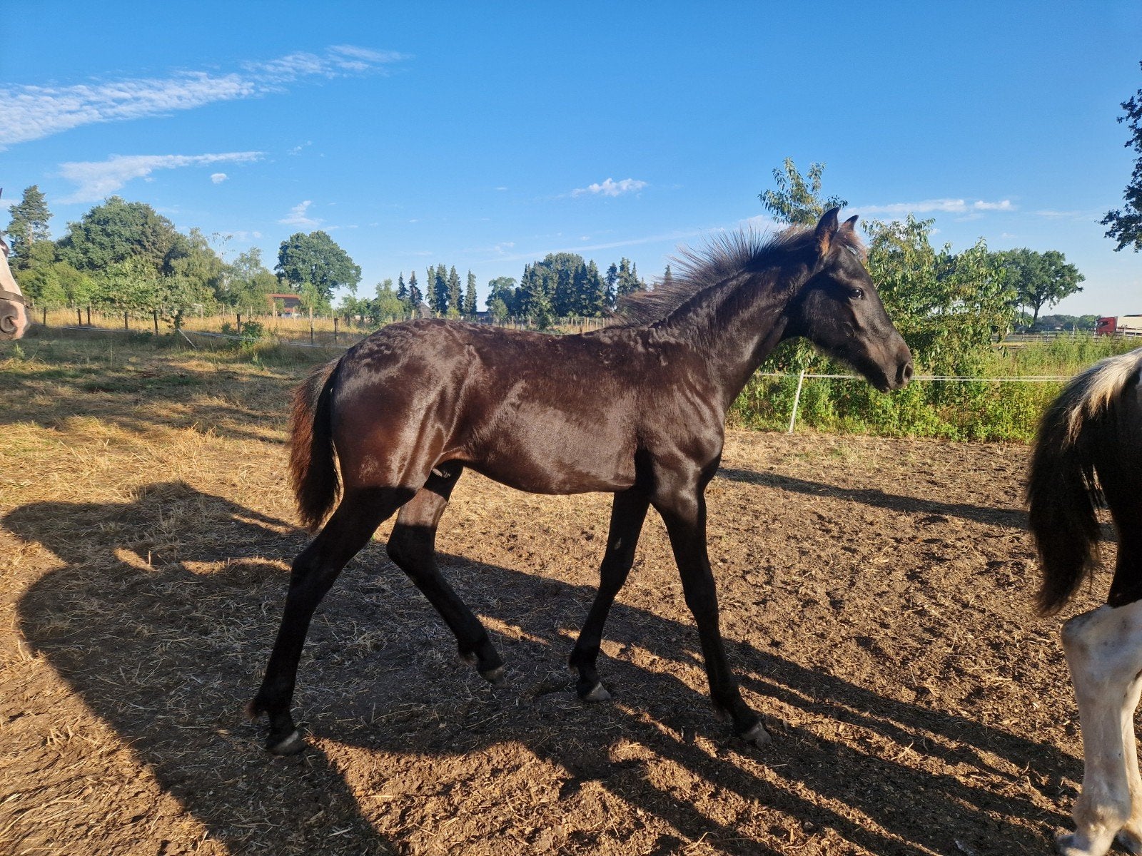 prachtig mooi chique hengst veulen, Minder dan 160 cm, Niet van toepassing, Dressuurpaard, 0 tot 2 jaar