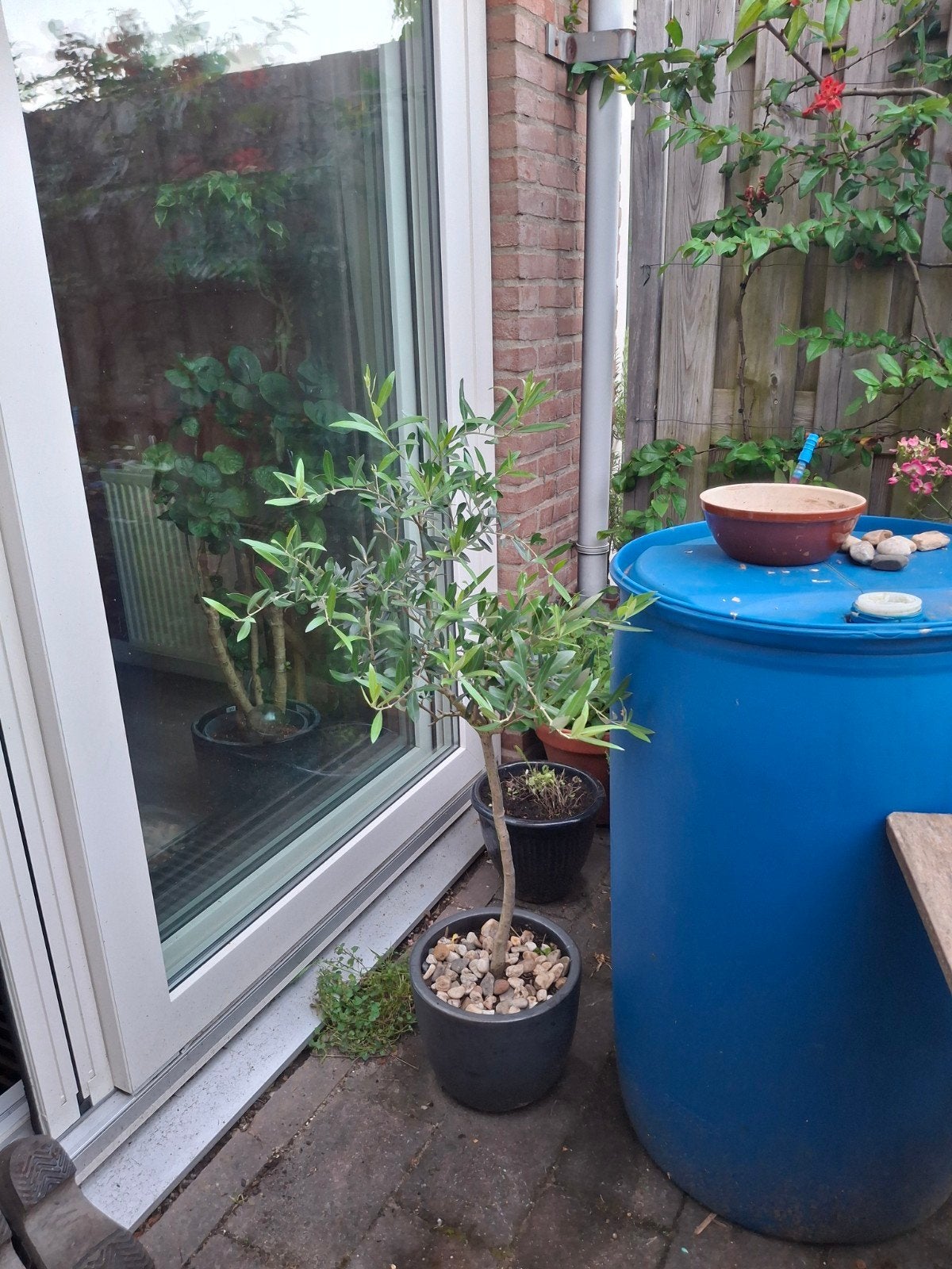 Olijfboom in pot - Brengt mediterrane sfeer, Volle zon, Vaste plant, Bloeit niet, Ophalen