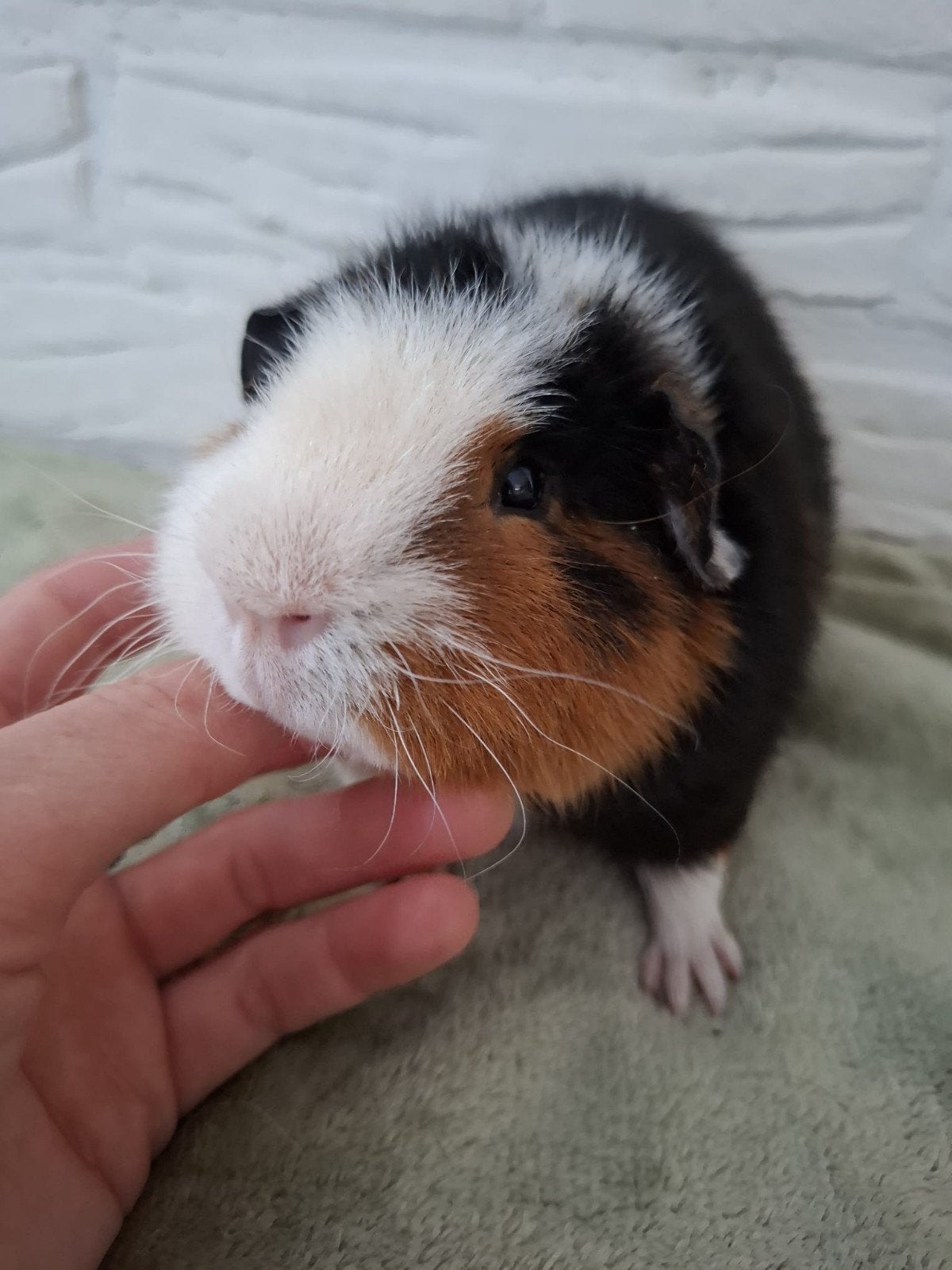 Cavia beertje, Mei, Mannelijk, Cavia
