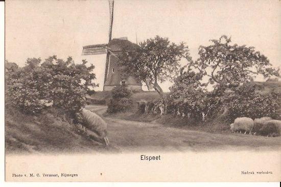 ELSPEET MOLEN MET SCHAPEN CA 1901 foto Termaat nr 1805, Verzenden, Voor 1920, Ongelopen, Gelderland