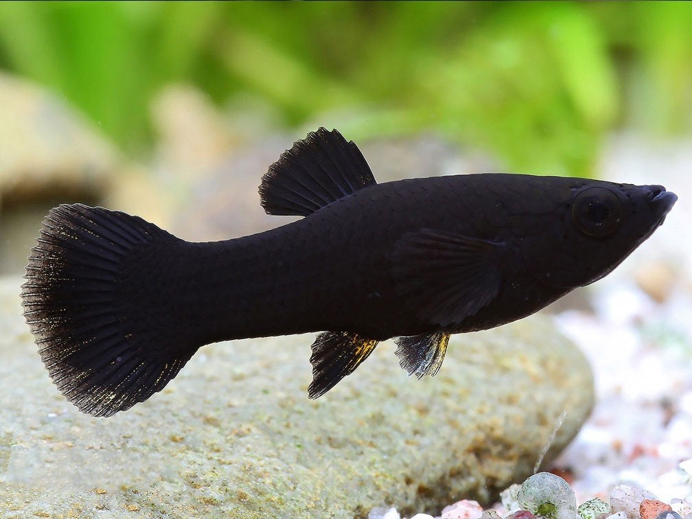 Black molly's, Dieren en Toebehoren, Vis, Zoetwatervis, Schoolvis