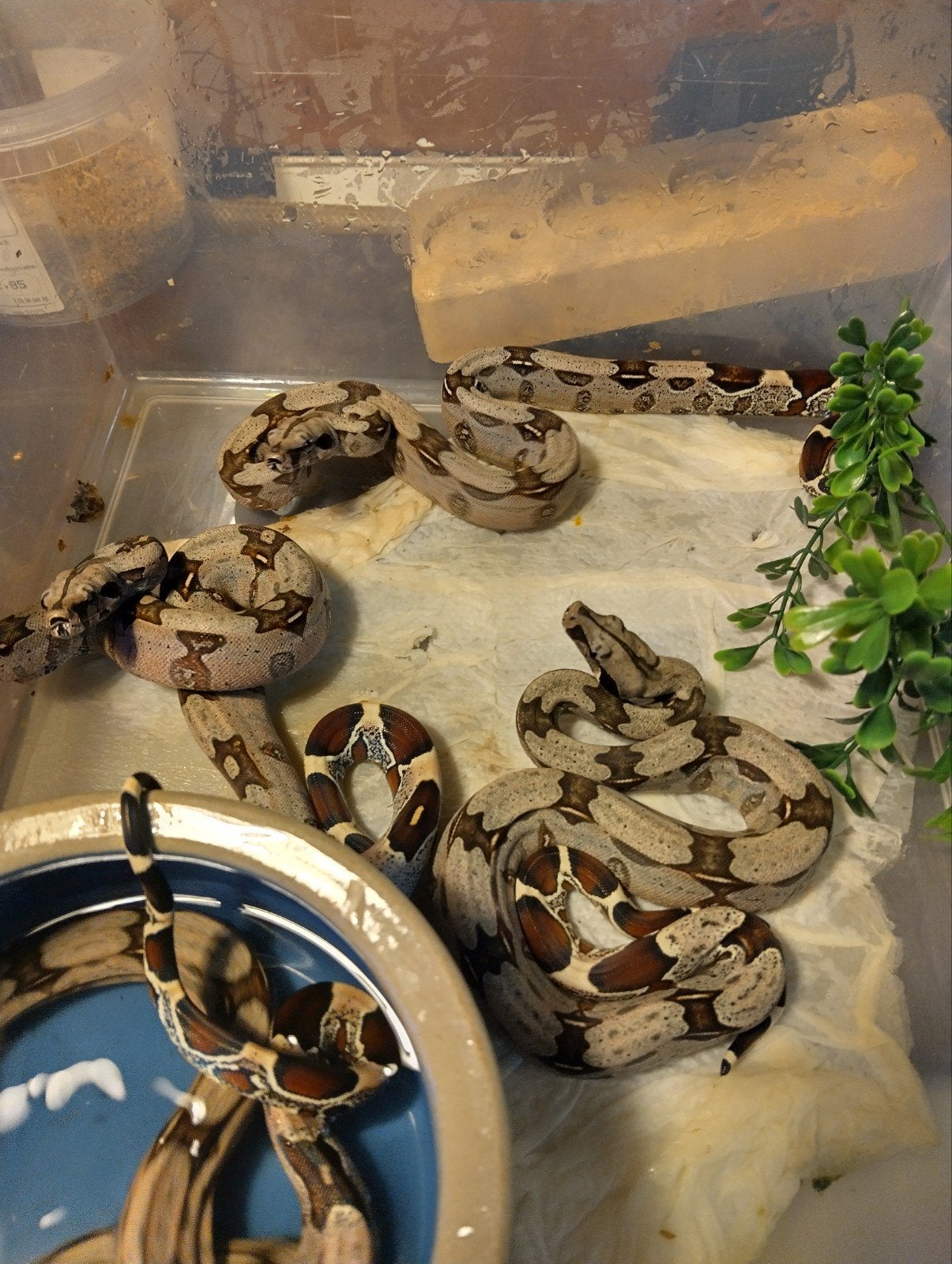 boa constrictor constrictor Frans Guyana aangeboden Boa Constrictor photo 3