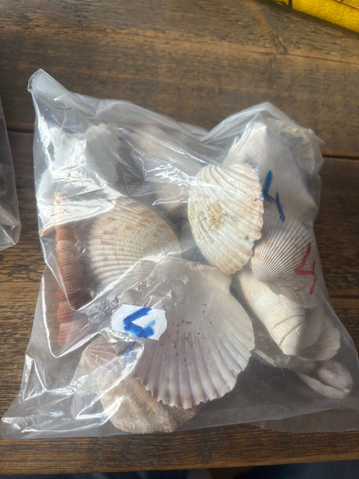 Nieuw: zak grote echte tropische schelpen voor aquarium 4€, Ophalen of Verzenden, Nieuw