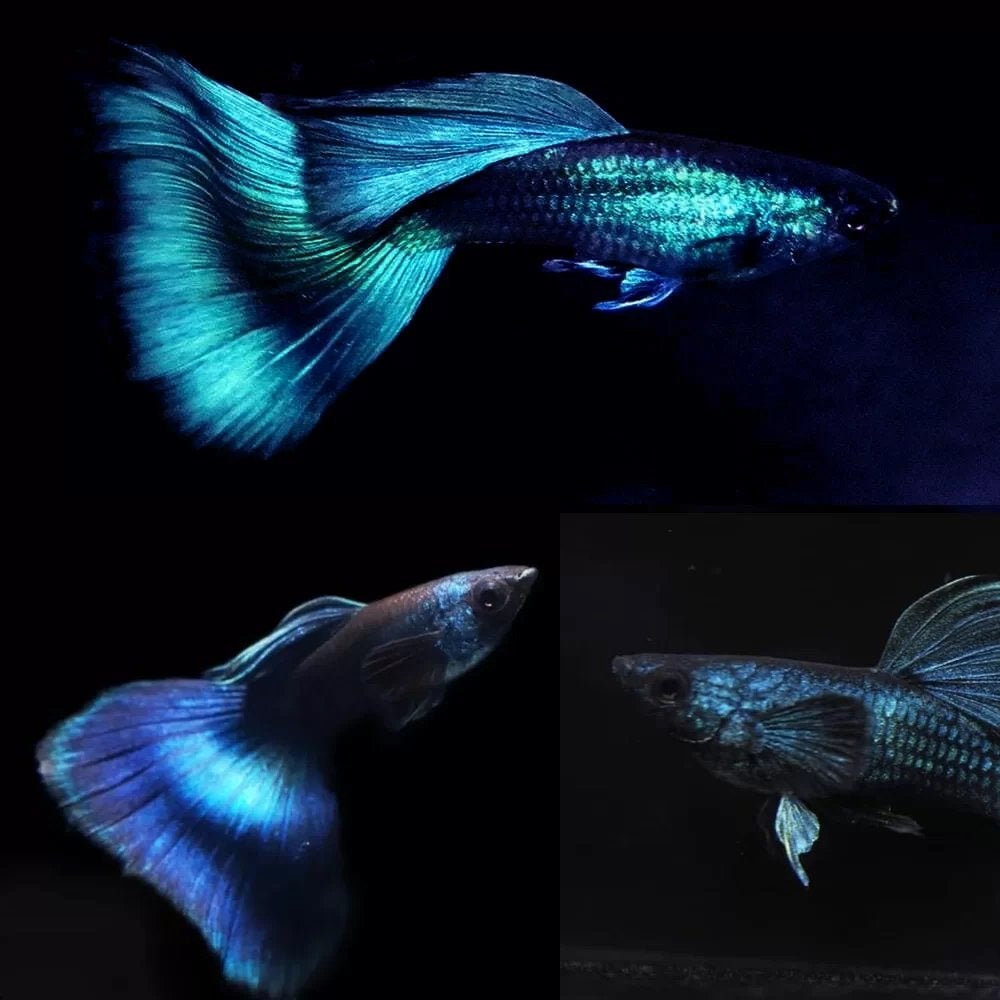 Blue moscow guppys, Vis