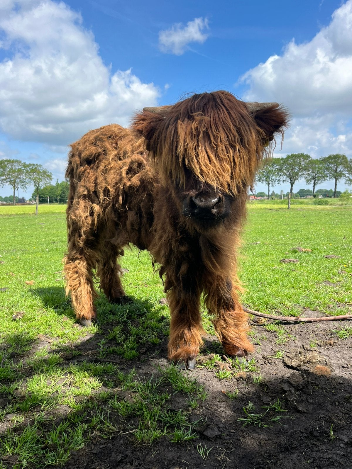 Schotse hooglander vaars, Dieren en Toebehoren, Runderen, Vrouwelijk, 0 tot 2 jaar