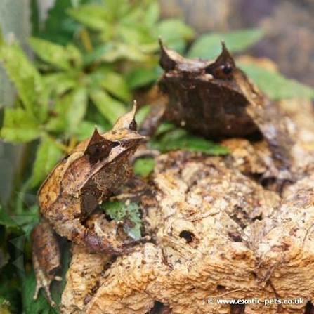 gezocht ! Megophrys nasuta, 0 tot 2 jaar