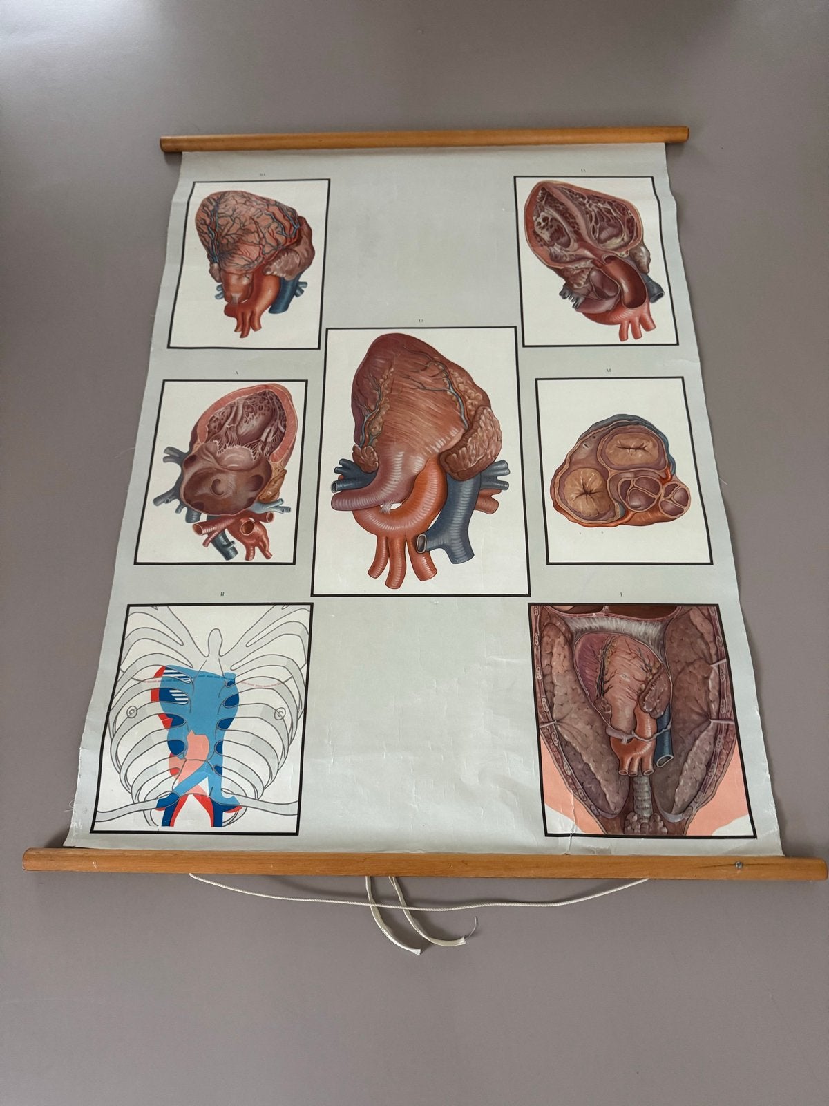 Vintage Anatomische Wandkaart Hart - J. Verhave Hilversum, Ophalen of Verzenden