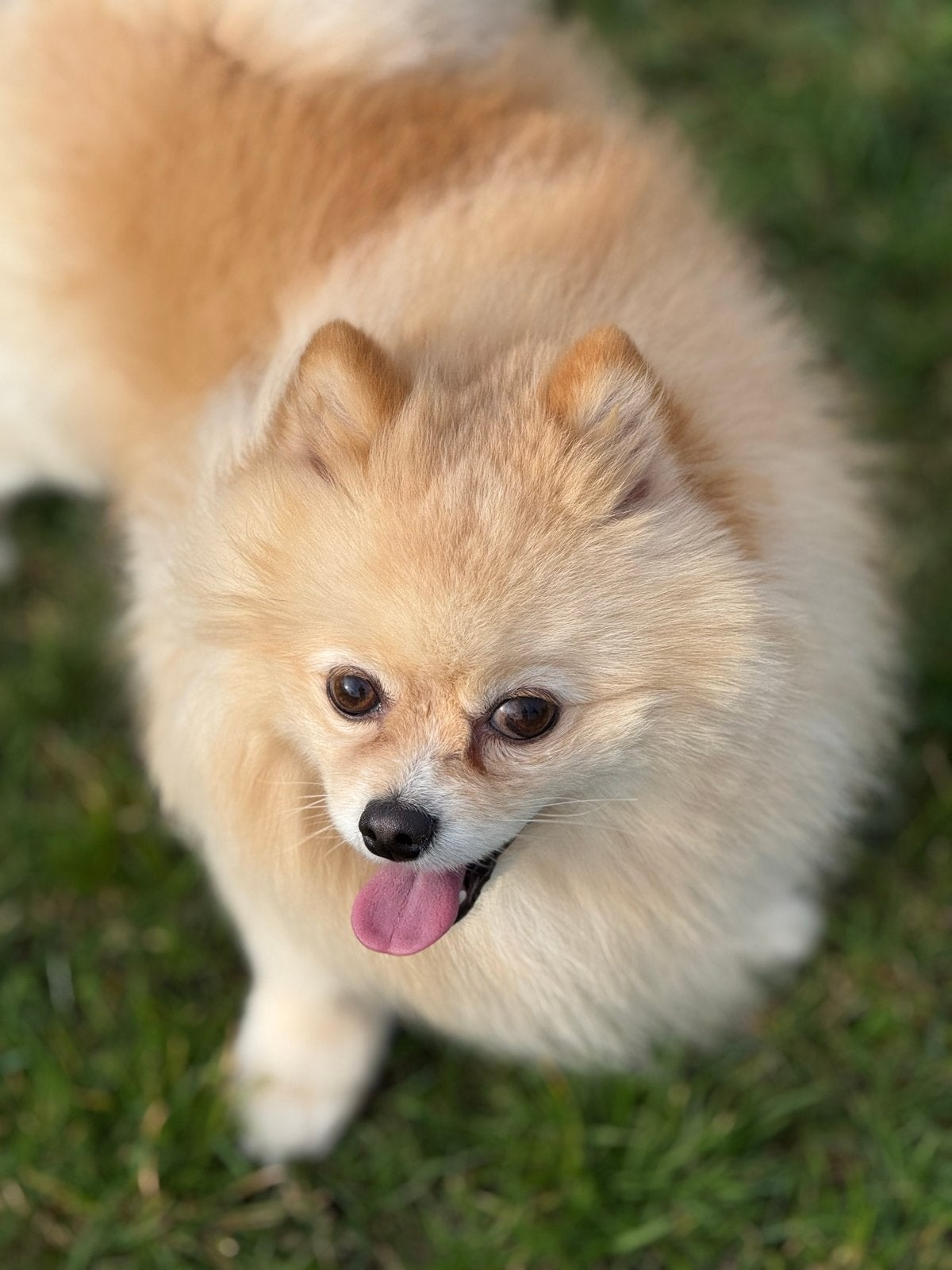 Pomeriaan reu zoekt een leuk vrouwtje voor dekking, Particulier, Rabiës (hondsdolheid), Buitenland, Eén hond