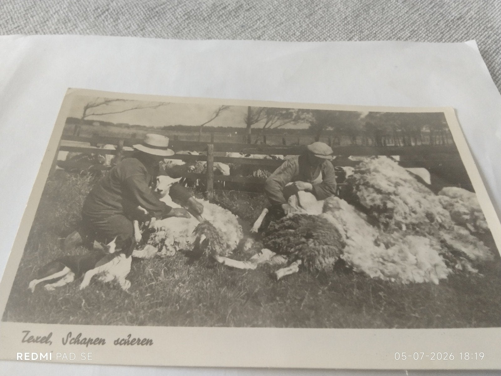 ansichtkaart Texel, Schapen scheren, Gelopen 1956, Ophalen of Verzenden, 1940 tot 1960