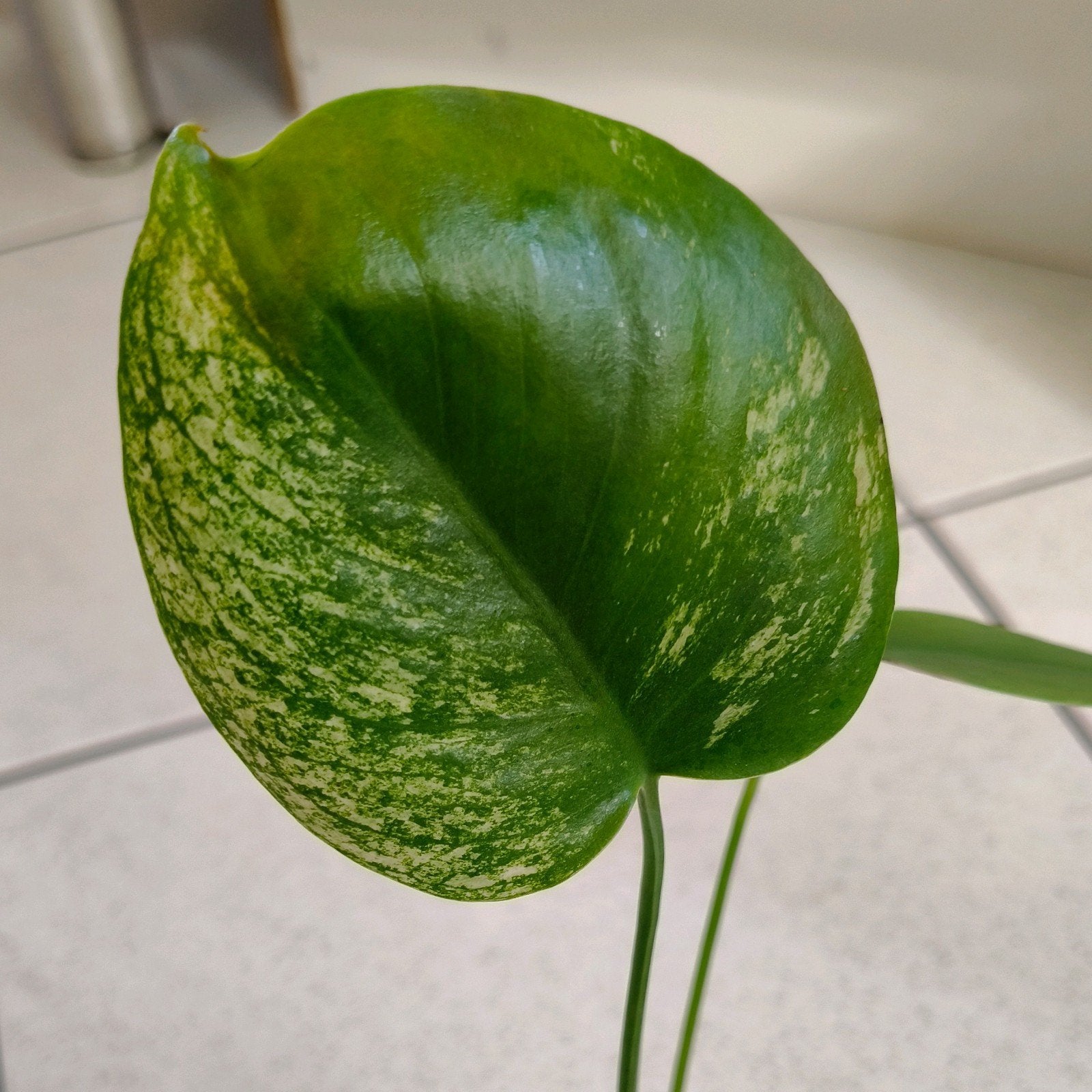 Monstera deliciosa Variegata – Seed Grown / No ID, Verzenden, Halfschaduw, Minder dan 100 cm