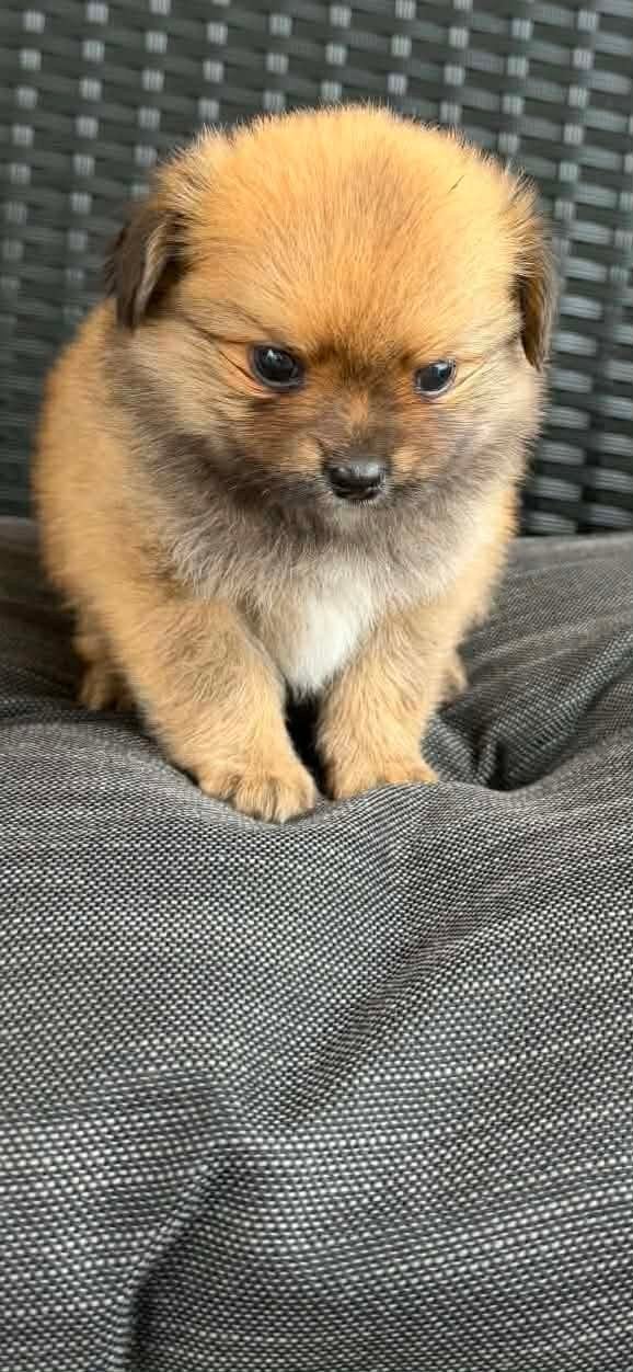 Hele lieve mini pomeriaan  teefje en reutje 8weken oud, Keeshond, Reu, 8 tot 15 weken, Meerdere