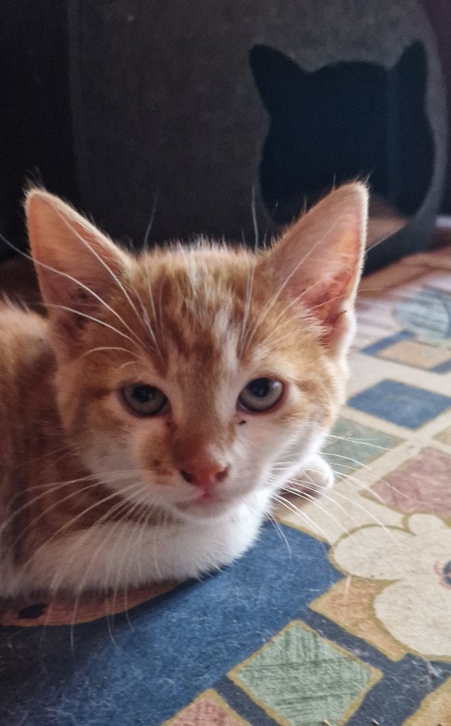 kittens / poesjes, Dieren en Toebehoren, Katten en Kittens | Overige Katten, Meerdere dieren, Kortharig, 0 tot 2 jaar