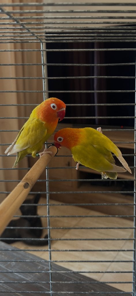 fischeri, Meerdere dieren, Dwergpapegaai of Agapornis, Geringd