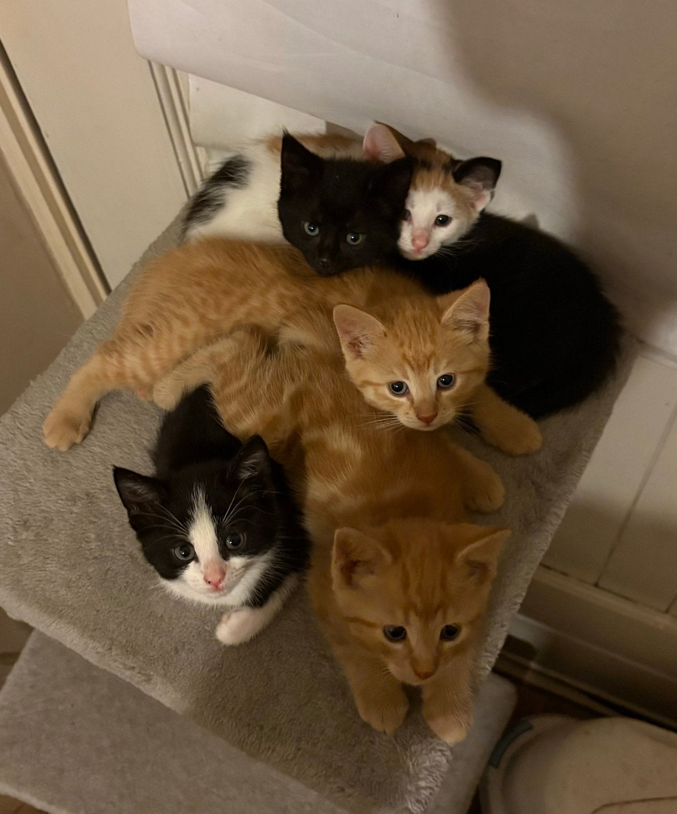 Prachtige lieve kittens GEEN RODE MEER, Dieren en Toebehoren, Kortharig