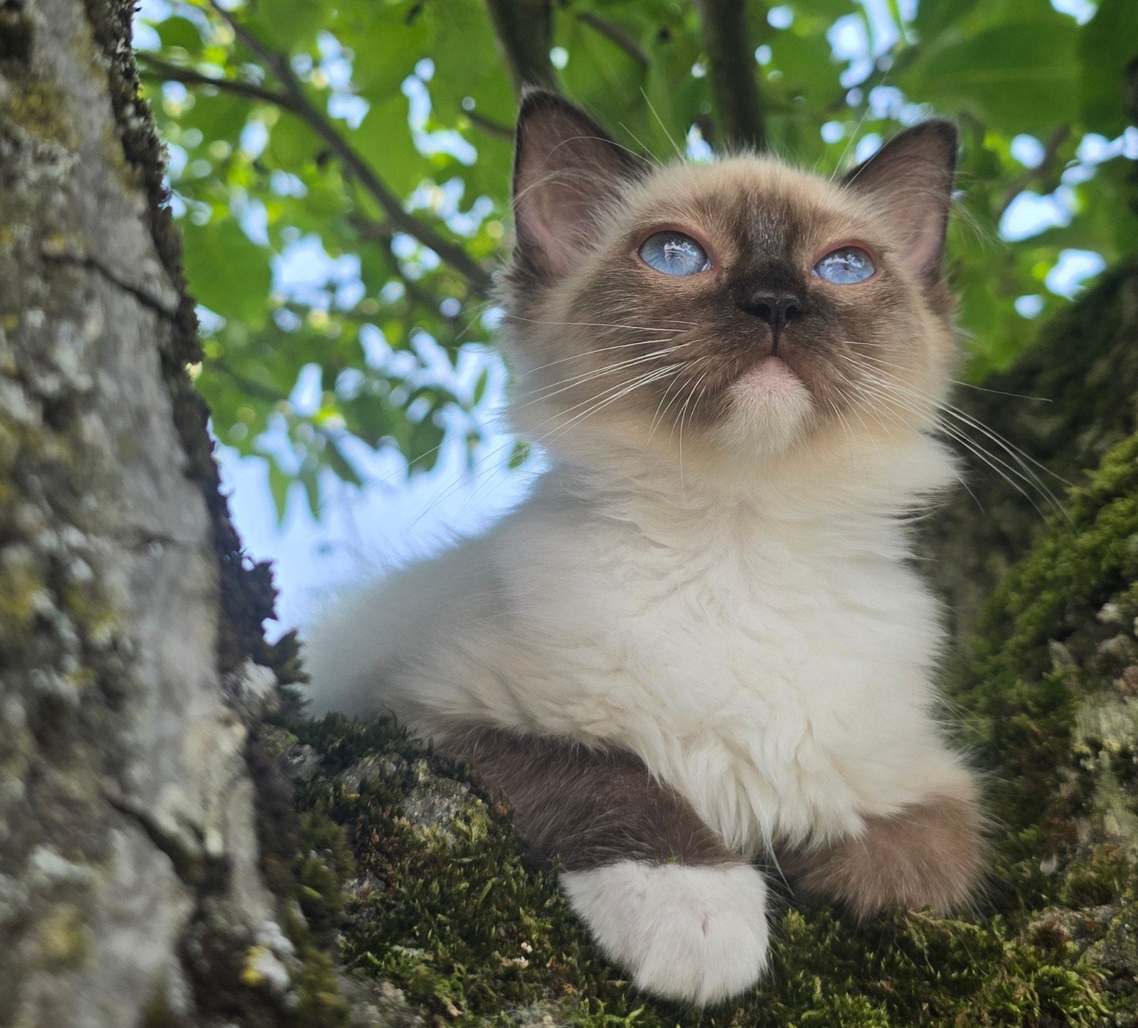 Ragdoll kitten met stamboom, Poes, Met stamboom