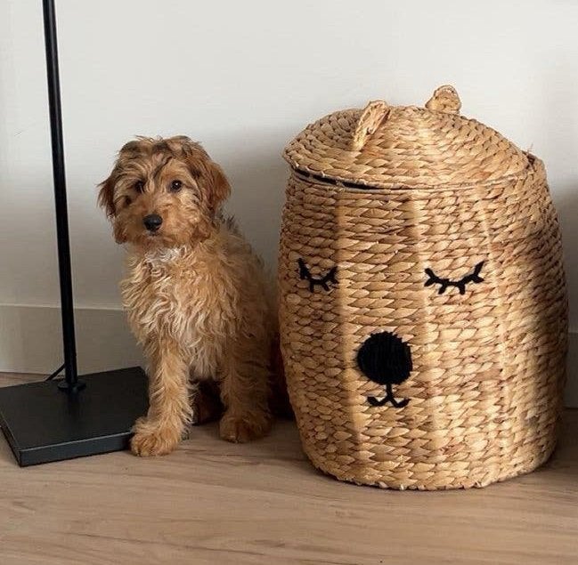 Cockapoo Cody, Dieren en Toebehoren, Honden | Niet-rashonden, 15 weken tot 1 jaar, Reu, Eén hond, Nederland