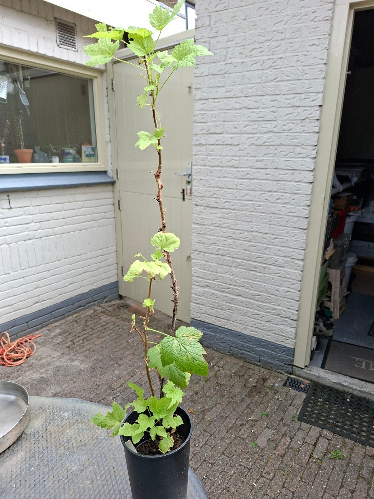 zwarte eetbare Bes plant, Ophalen, Minder dan 100 cm, Overige soorten, Zomer