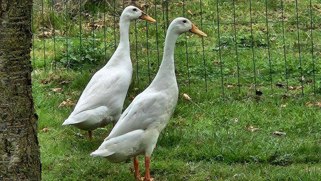 Koppel witte loopeenden te koop, Meerdere dieren, Eend