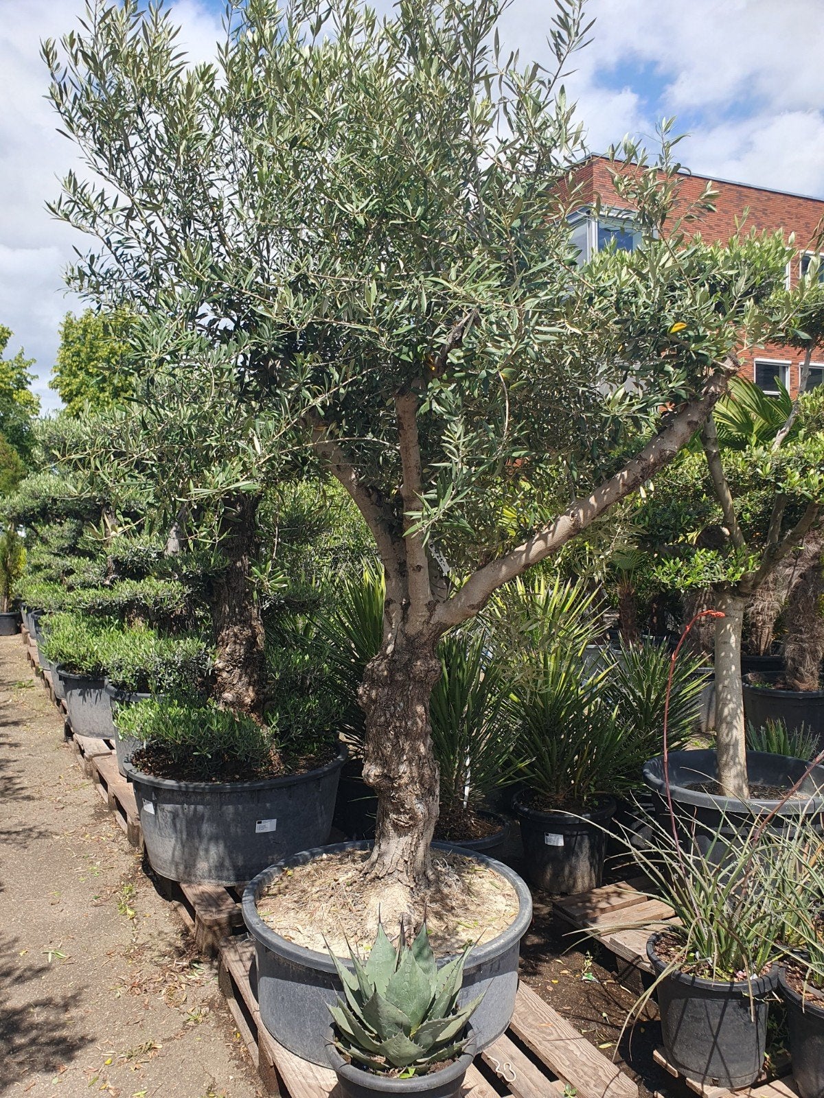 Vertakte olijfboom, Tuin en Terras, Planten | Bomen, Olijfboom, 100 tot 250 cm, Volle zon, Bloeit niet, Ophalen