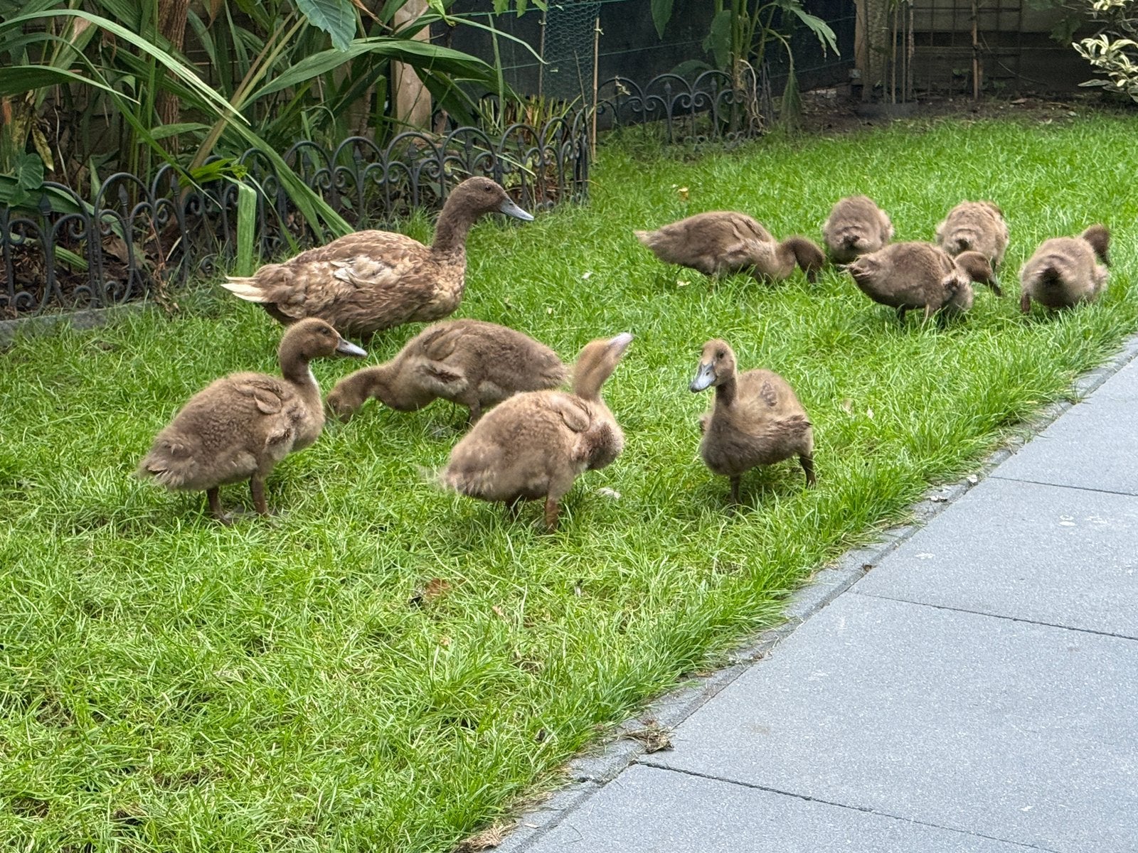 Jonge Khaki campbell eenden, Dieren en Toebehoren, Pluimvee, Geslacht onbekend, Eend