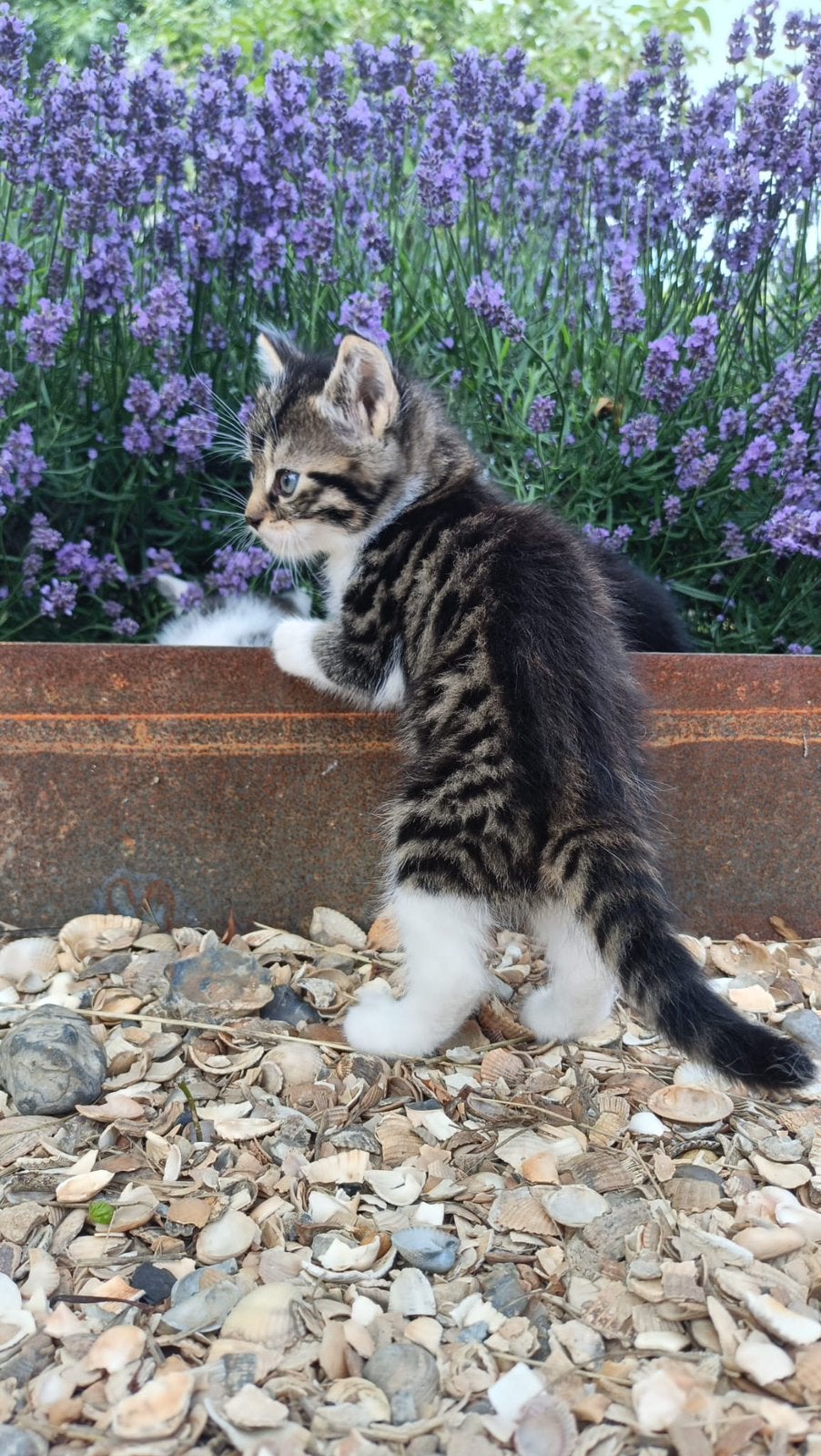 Let op: Prachtige nestjes met mooie boerderij kittens, Poes, Ontwormd, 0 tot 2 jaar