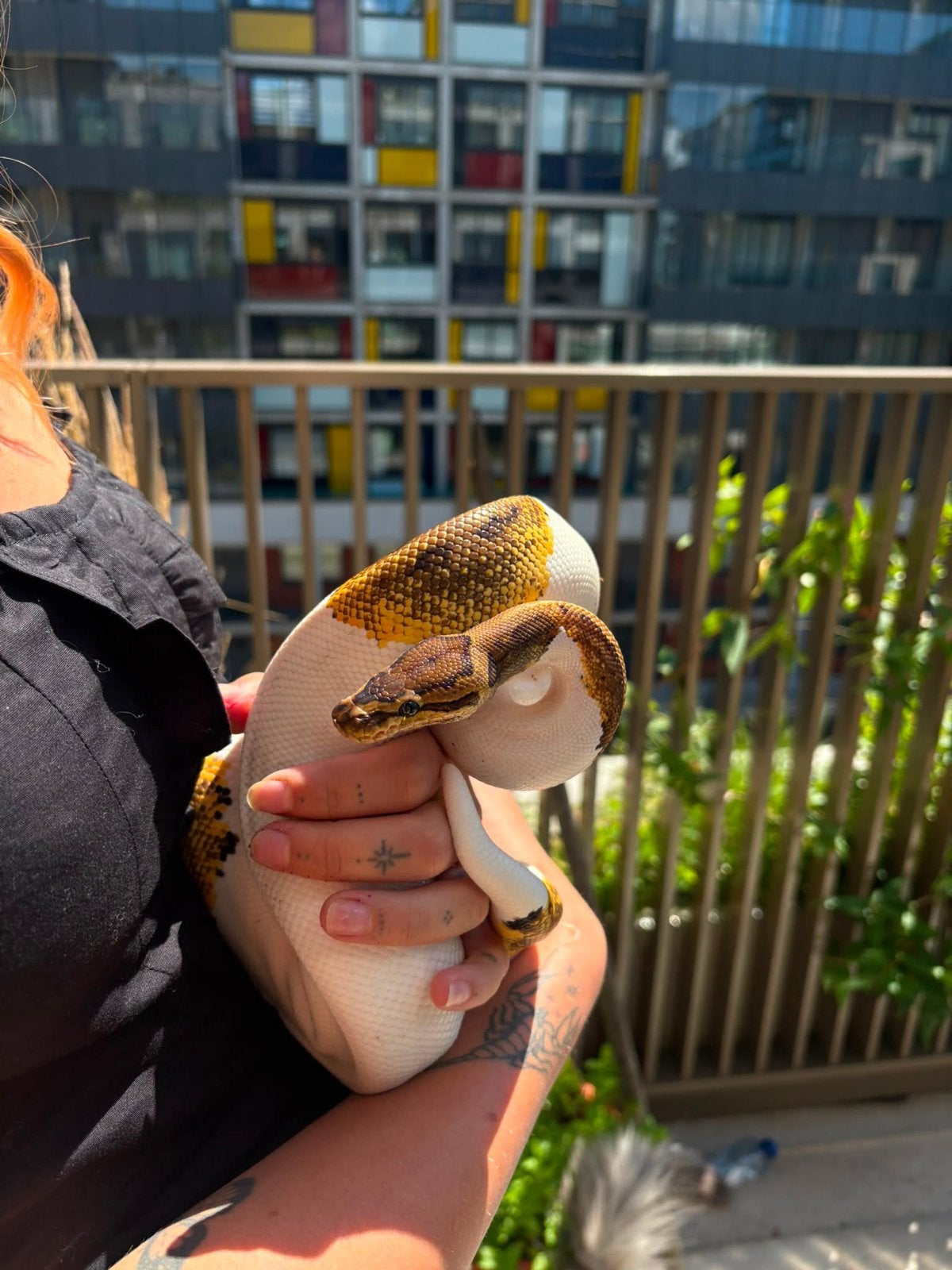 Koningspython inclusief terrarium Ball Python - unknown for sale from Justes