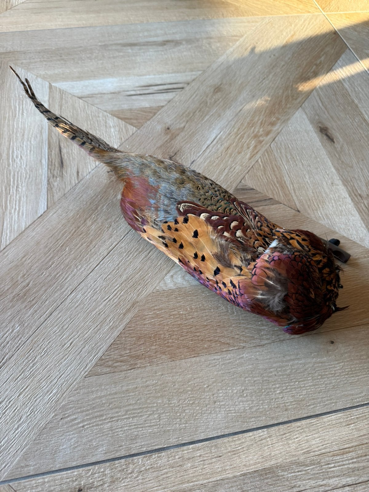 Dummy met fazantenhuid / fazanten dummy / Apporteer dummy, Ophalen of Verzenden, Zo goed als nieuw