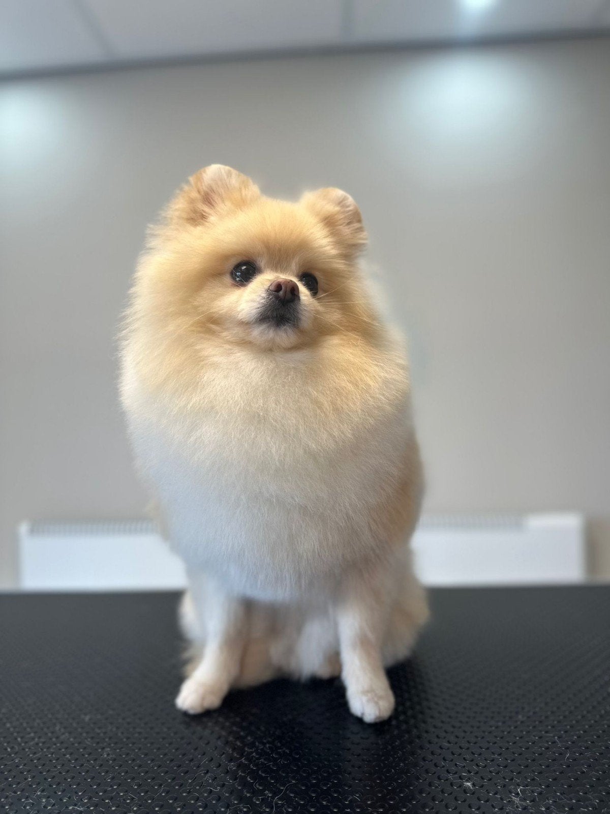 Dekreu, niet te koop!, Reu, 1 tot 2 jaar, Eén hond, Nederland