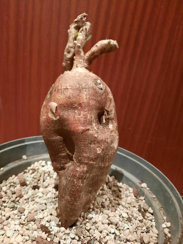 Pachypodium bispinosum L, Verzenden, Halfschaduw, Minder dan 100 cm