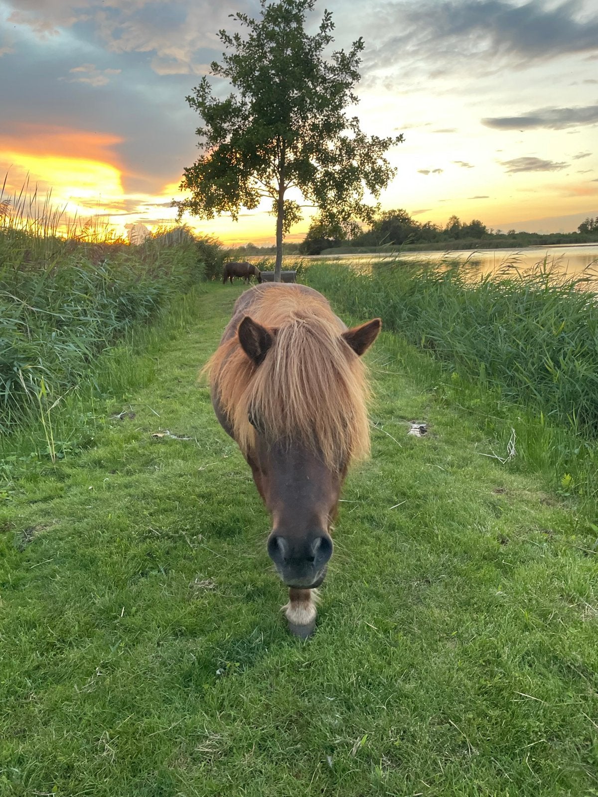 Gezocht - weidemaatje, Dieren en Toebehoren