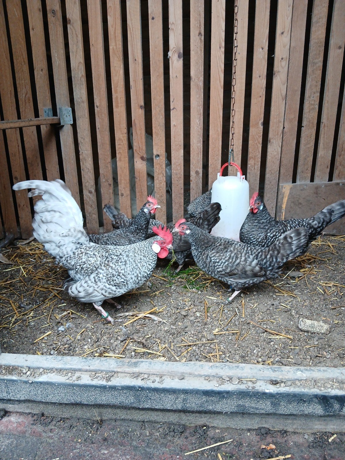 Fryske kriel, Dieren en Toebehoren