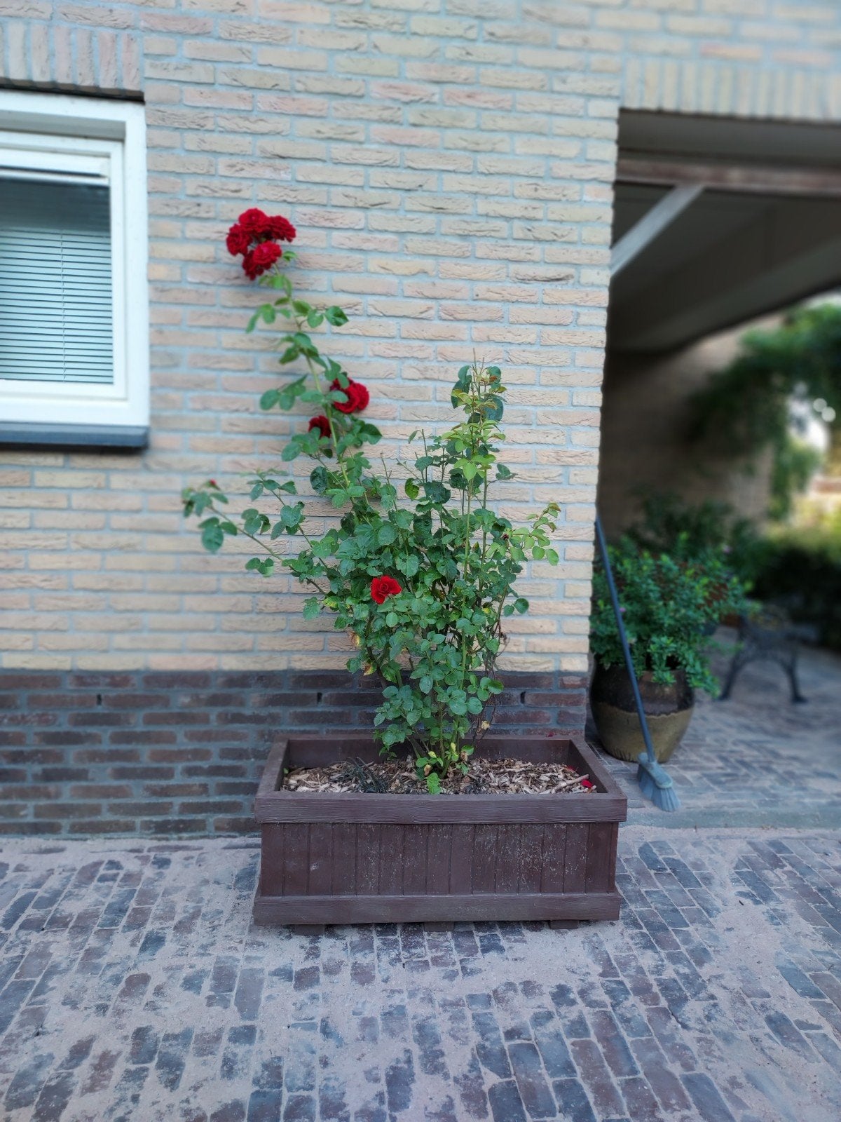 Prachtige klimroos inclusief bloembak, Tuin en Terras, Overige soorten, 100 tot 250 cm, Zomer, Ophalen