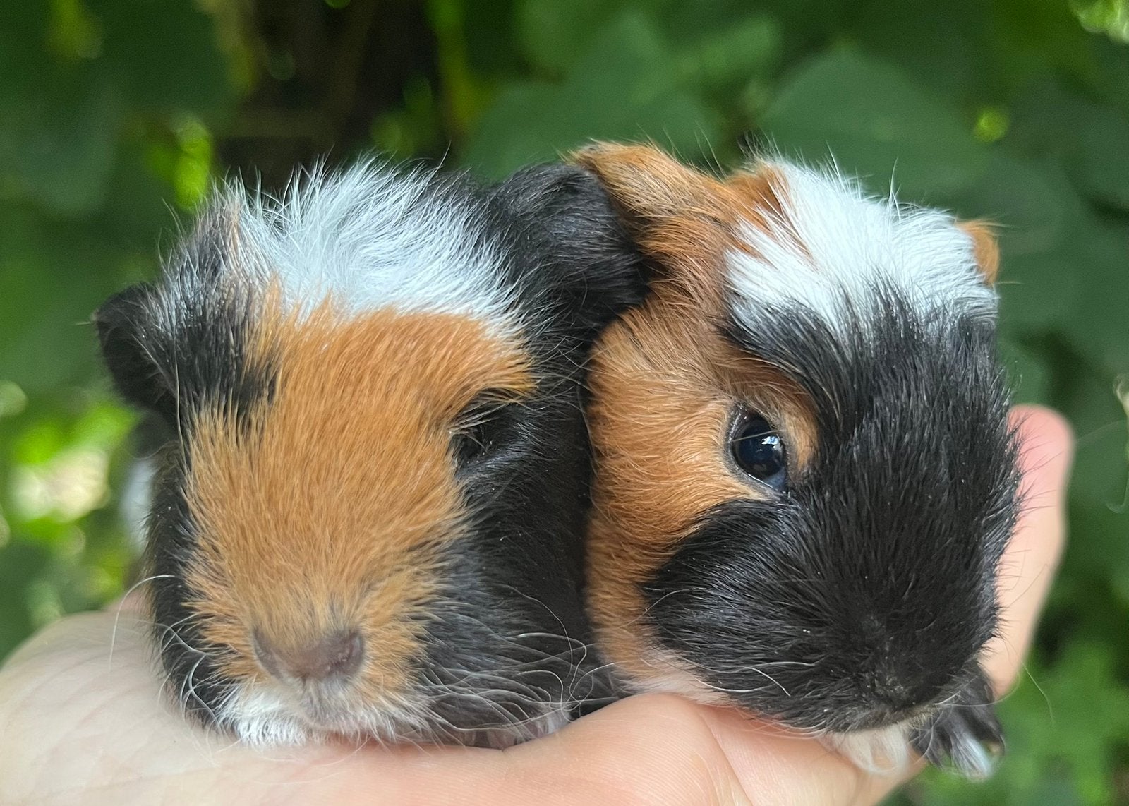 Schattige CH teddy broertjes, Dieren en Toebehoren, Knaagdieren, Cavia, Mannelijk, Juli, Tam