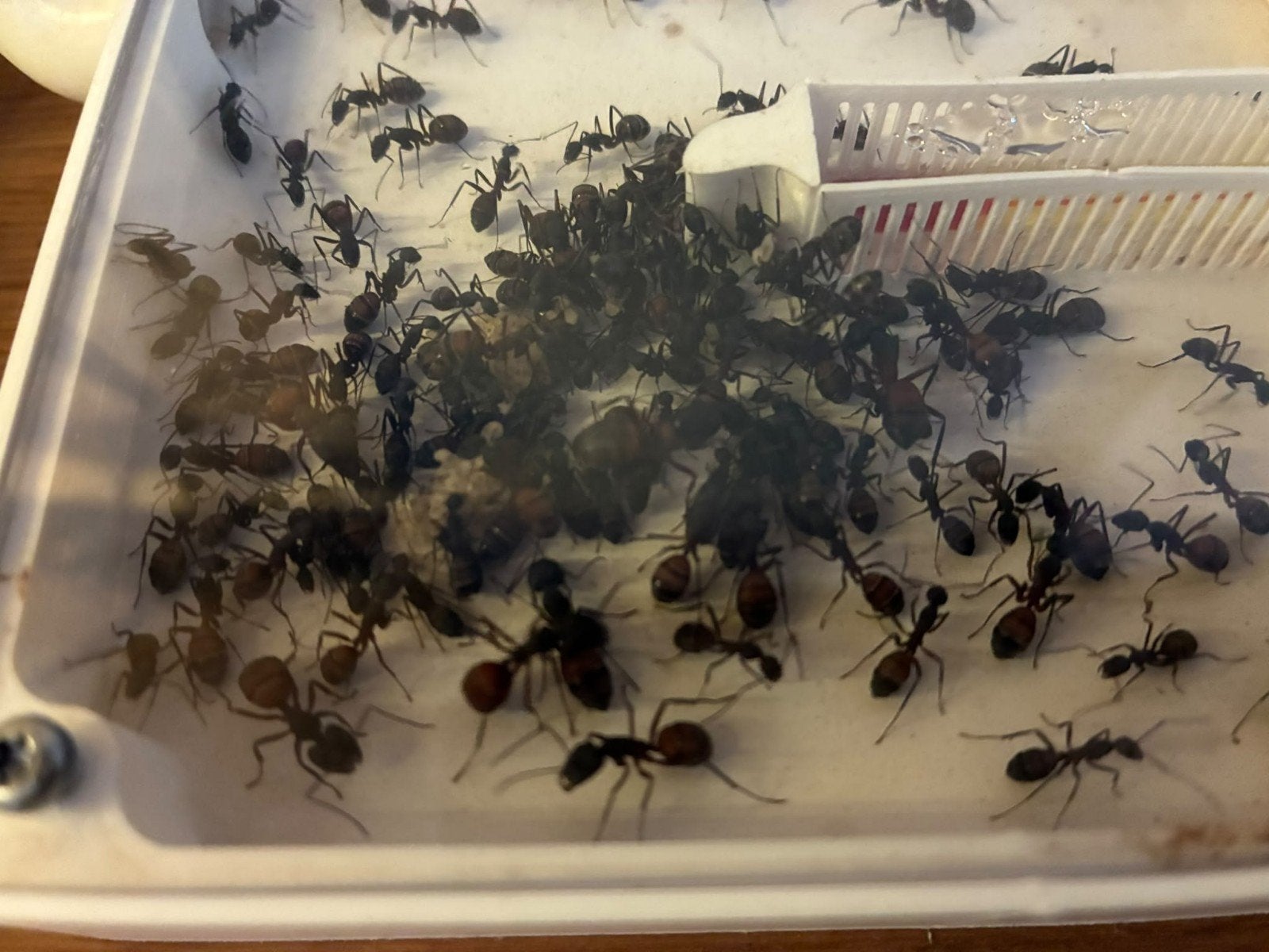 camponotus cruentatus kolonie 100-200 werksters,, Dieren en Toebehoren, Mieren