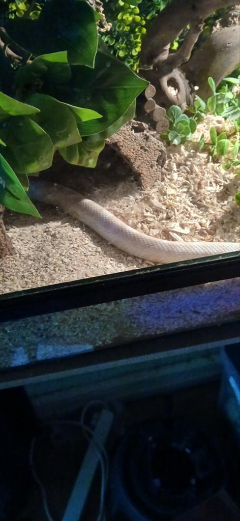 Terrarium met albino rattenslang, Dieren en Toebehoren, Reptielen en Amfibieën, Slang, Met terrarium, 0 tot 2 jaar
