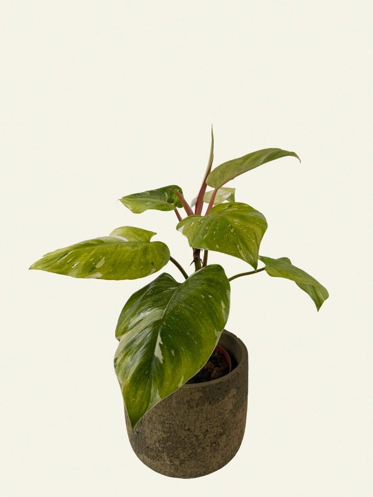 Philodendron Tricolor, Huis en Inrichting, Kamerplanten, Ophalen of Verzenden, Halfschaduw, Minder dan 100 cm