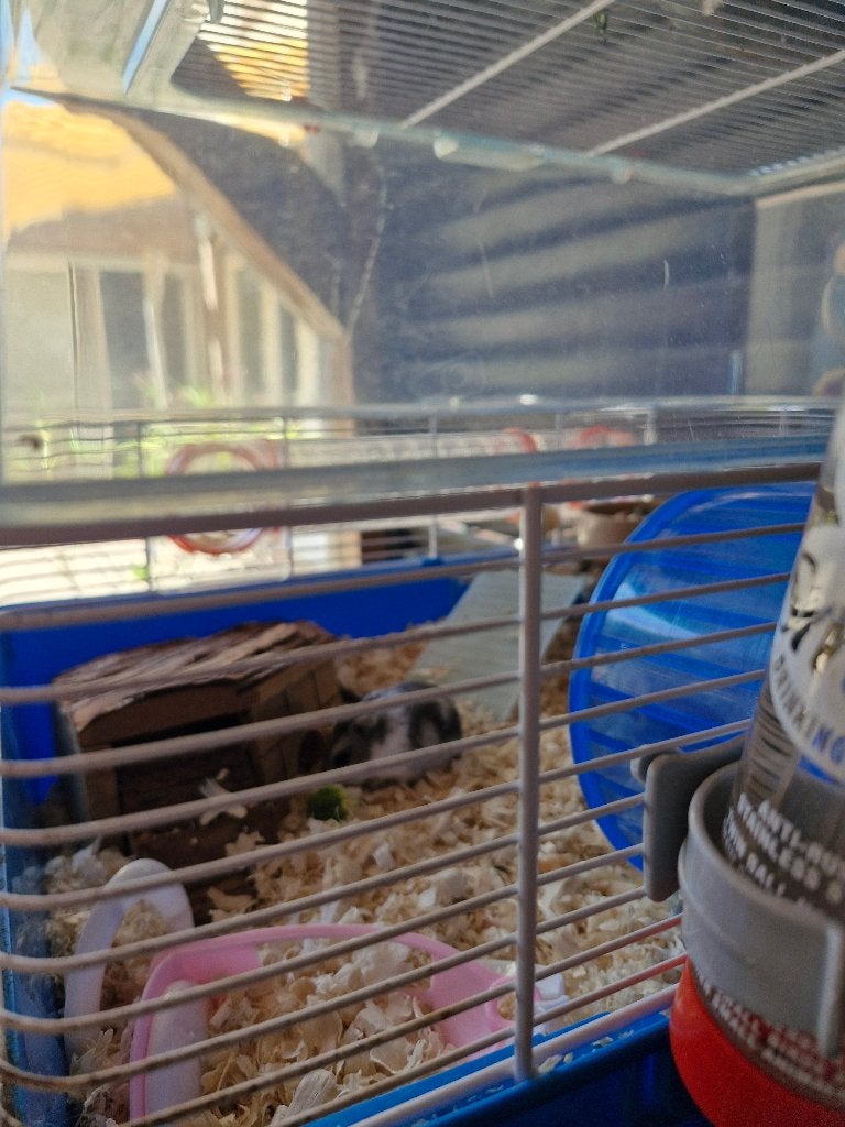 Dwerghamster met kooi, Dieren en Toebehoren, Knaagdieren, Hamster, Juni, Vrouwelijk, Tam