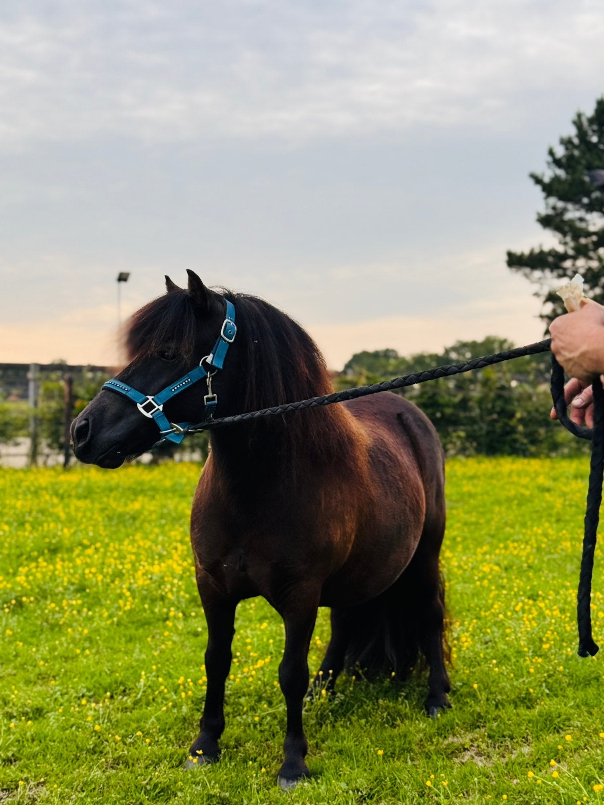 ️❣️Prachtige grote maat stamboekmerrie❣️en ruintje ❤️, Dieren en Toebehoren, Merrie, Met stamboom, A pony (tot 1.17m), 3 tot 6 jaar