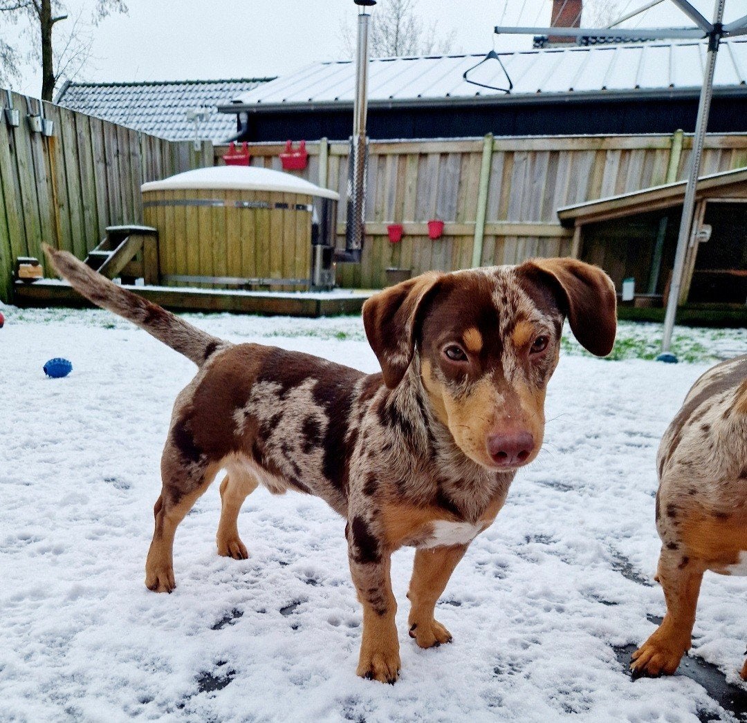 Choco merle dekreu jack russel, Reu, Parvo, Eén hond, 3 tot 5 jaar
